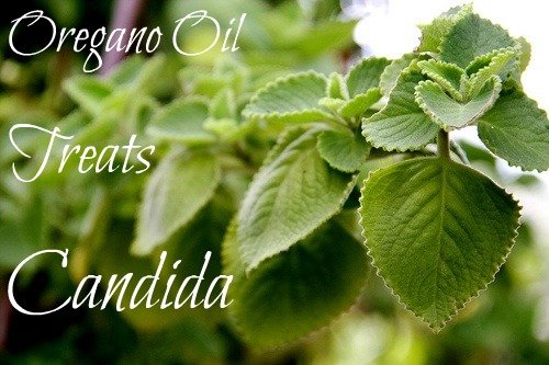 How can Oregano oil treat candida overgrowth