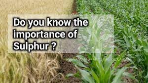 Positive Role of sulphur in crops